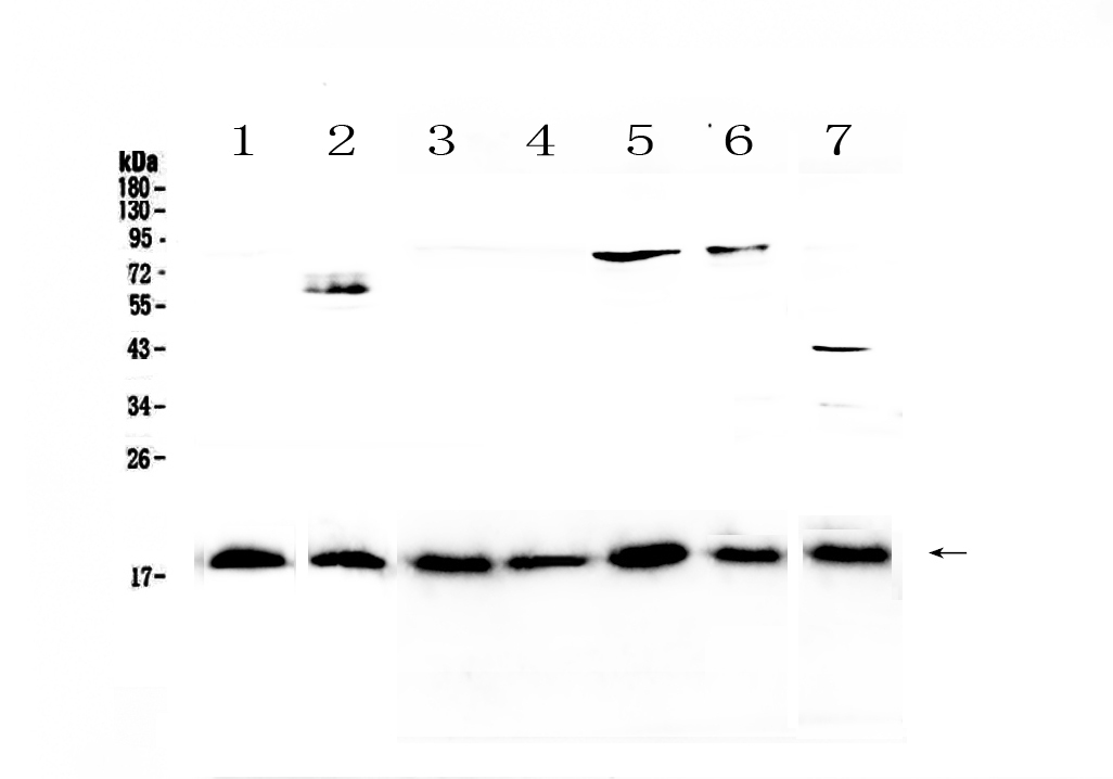 1 - Anti-IL23 Picoband Antibody ABO12921