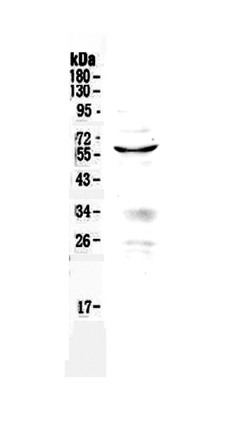 1 - Anti-PDCD4 Antibody ABO12922