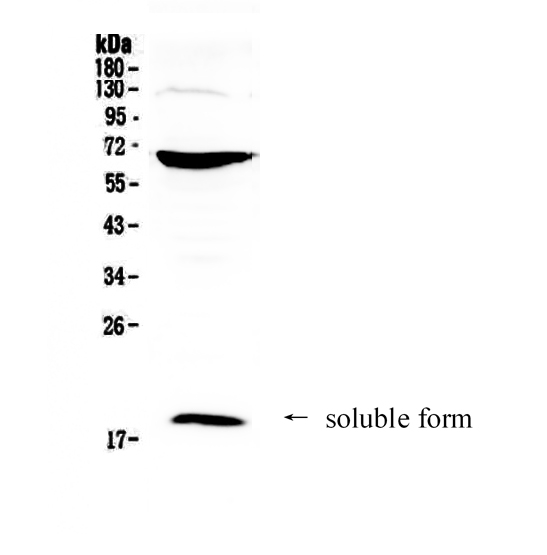 1 - Anti-CD40L Picoband Antibody ABO12923