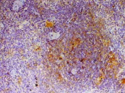 2 - Anti-CD40L Picoband Antibody ABO12924