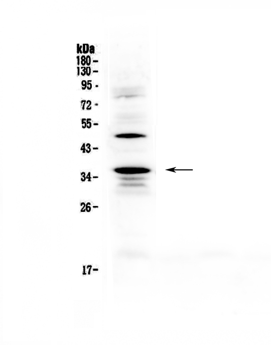1 - Anti-CD40L Picoband Antibody ABO12924