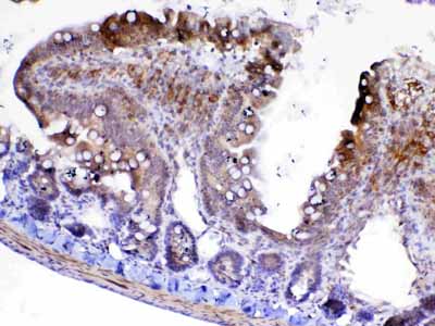 2 - Anti-Factor D Picoband Antibody ABO12925