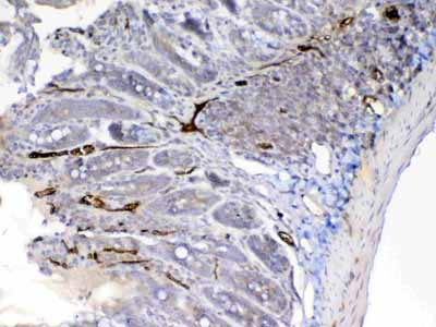 2 - Anti-Factor D Picoband Antibody ABO12926