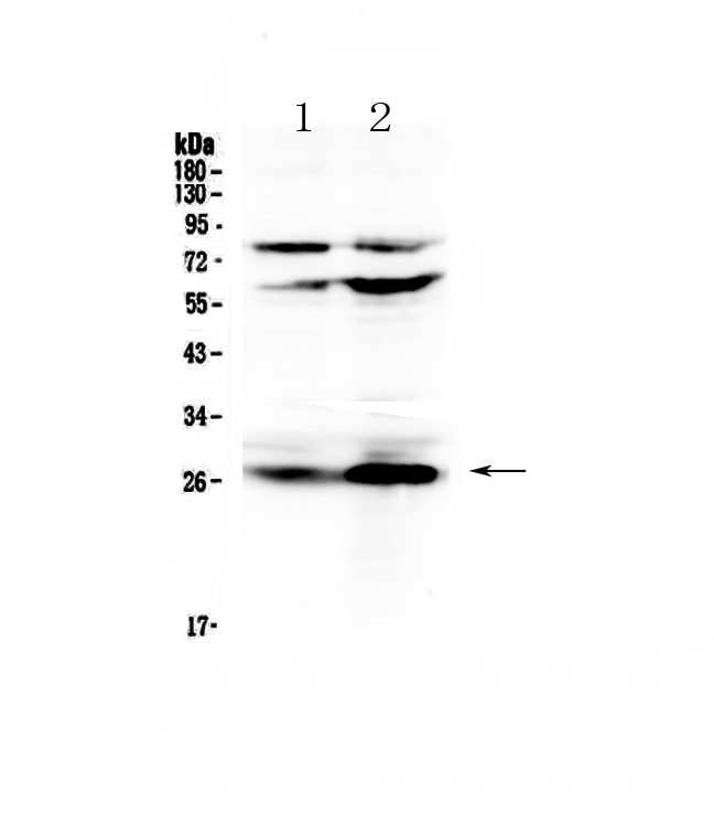 1 - Anti-Factor D Picoband Antibody ABO12926