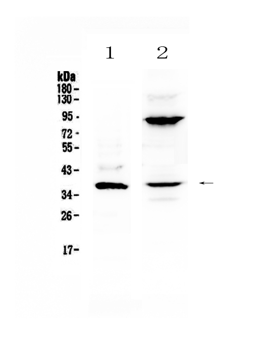 1 - Anti-IL12B Picoband Antibody ABO12929