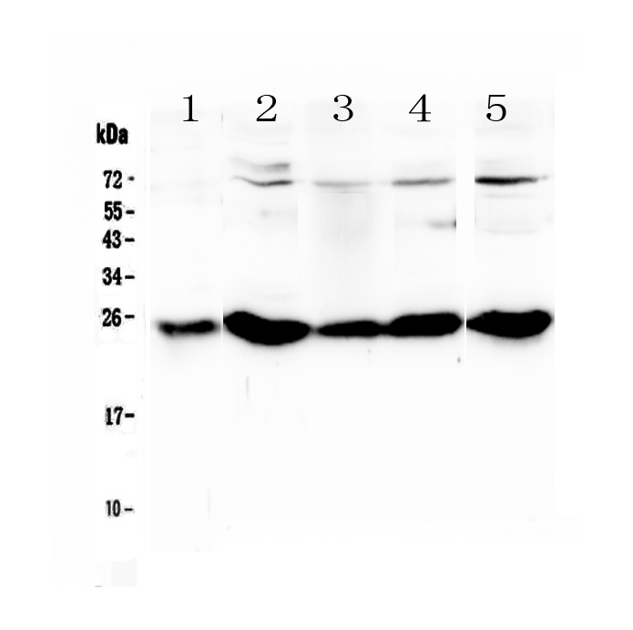 1 - Anti-PGF Picoband Antibody ABO12931