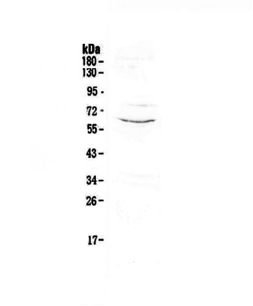 1 - Anti-CD1c Picoband Antibody ABO12932