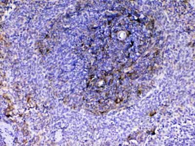 2 - Anti-VCAM1 Picoband Antibody ABO12933