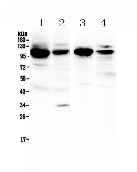1 - Anti-VCAM1 Picoband Antibody ABO12933