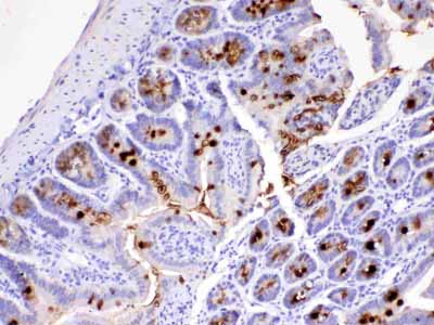 2 - Anti-MUC2 antibody ABO12934