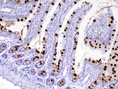 2 - Anti-MUC2 antibody ABO12934