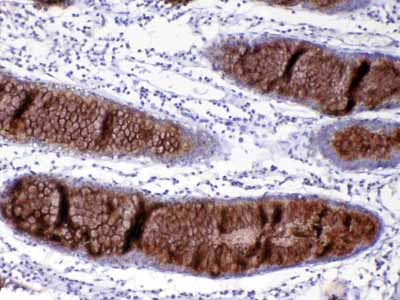 2 - Anti-MUC2 antibody ABO12934