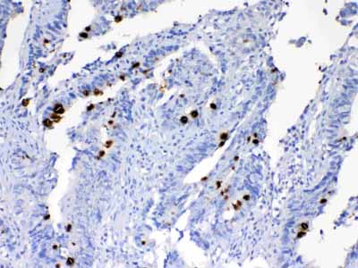 2 - Anti-MUC2 antibody ABO12934