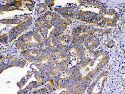 2 - Anti-SCF Picoband Antibody ABO12935