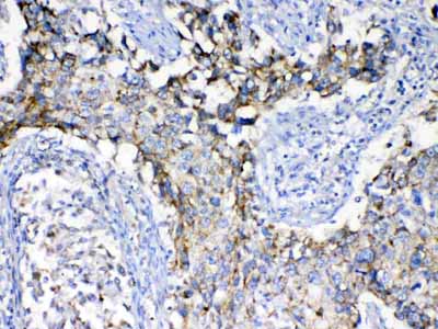 2 - Anti-SCF Picoband Antibody ABO12935