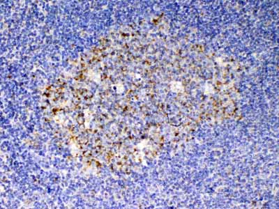 2 - Anti-SCF Picoband Antibody ABO12935