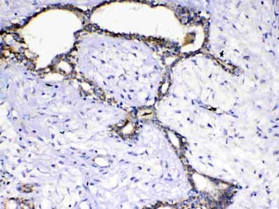 2 - Anti-SCF Picoband Antibody ABO12935