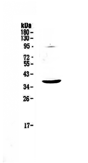 1 - Anti-SCF Picoband Antibody ABO12935