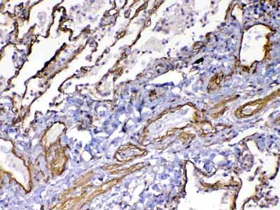 2 - Anti-VEGF Receptor 3 Picoband Antibody ABO12937