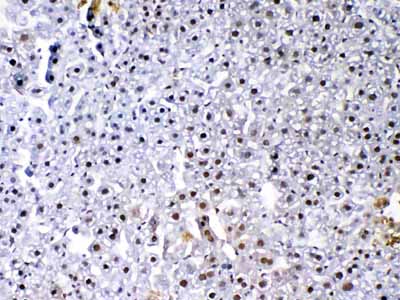 2 - Anti-VEGF Receptor 3 Picoband Antibody ABO12937