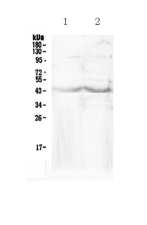 1 - Anti-CHI3L1 Picoband Antibody ABO12938