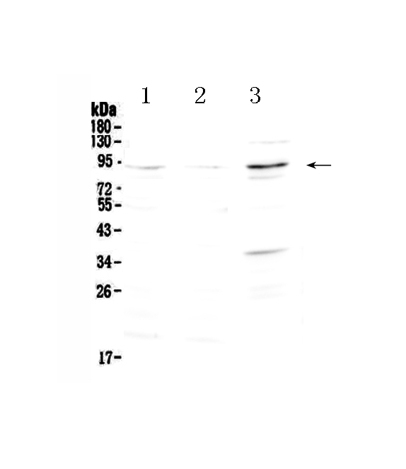 1 - Anti-FOXP2 Picoband Antibody ABO12940