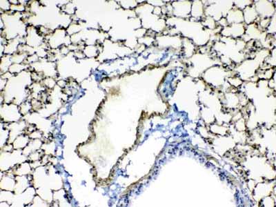 2 - Anti-Periostin Picoband Antibody ABO12942