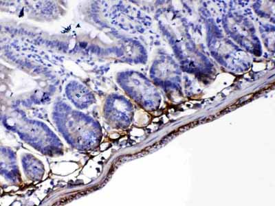 2 - Anti-Periostin Picoband Antibody ABO12942