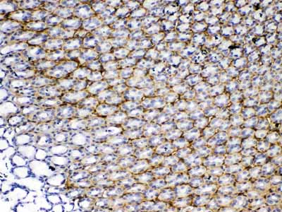 2 - Anti-Periostin Picoband Antibody ABO12942