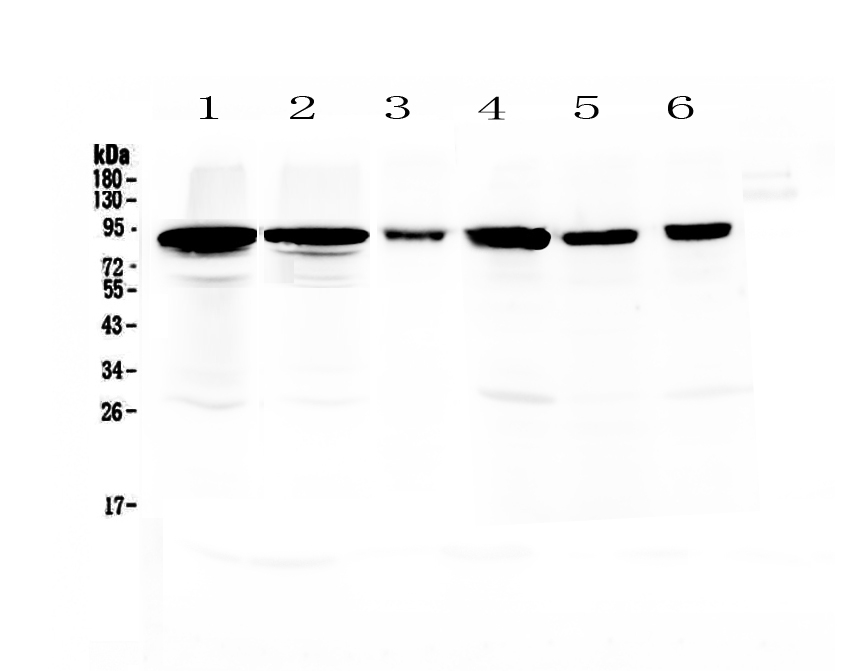 1 - Anti-Periostin Picoband Antibody ABO12942