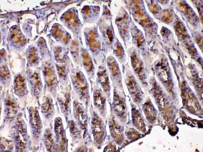 2 - Anti-Tff1 Picoband Antibody ABO12943