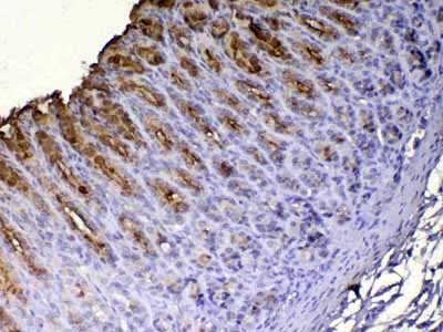 2 - Anti-Tff1 Picoband Antibody ABO12943