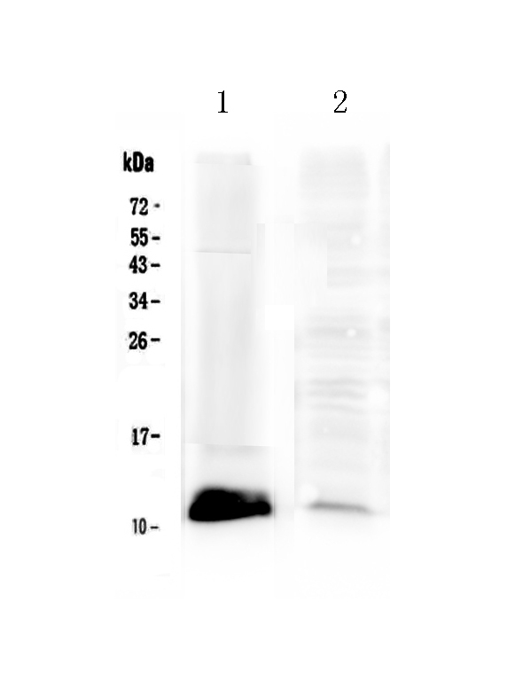 1 - Anti-Tff1 Picoband Antibody ABO12943
