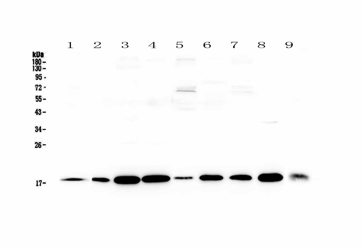 1 - Anti-LIF Picoband Antibody ABO12945