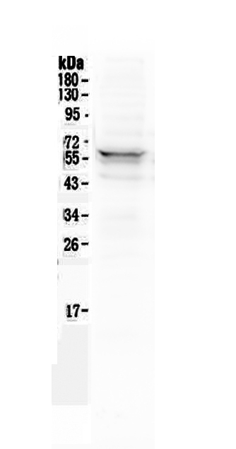 1 - Anti-Lyn Picoband Antibody ABO12946