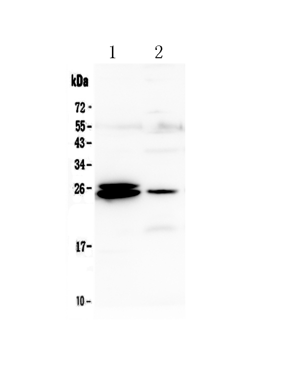 1 - Anti-GSTA1/A2/A3/A4/A5 Picoband Antibody ABO12949