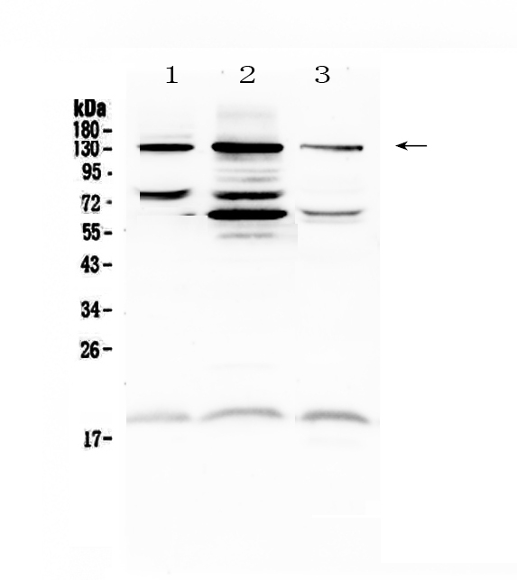 1 - Anti-CD31 Picoband Antibody ABO12951
