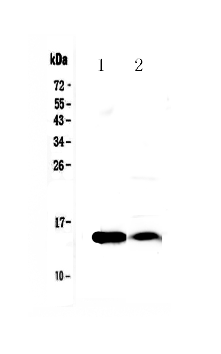 1 - Anti-FABP4 Picoband Antibody ABO12952