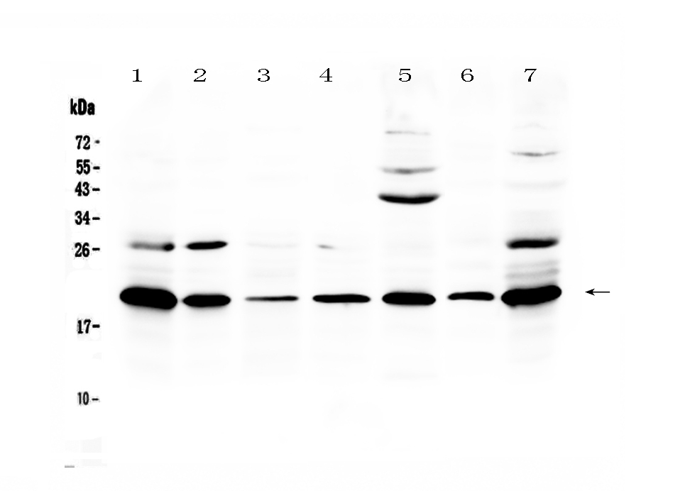 1 - Anti-Ccl19/MIP-3 beta Picoband Antibody ABO12953