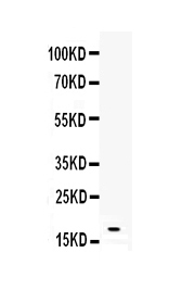1 - Anti-IL-16 Antibody ABO12954
