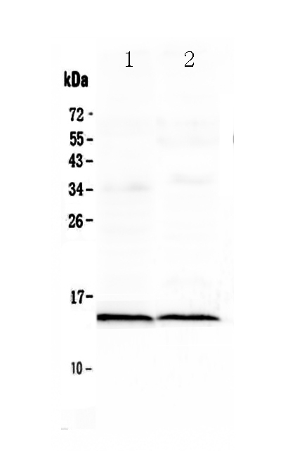 1 - Anti-Cardiac FABP Picoband Antibody ABO12956