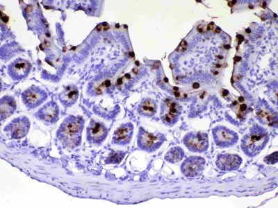 2 - Anti-TFF3 Picoband Antibody ABO12957