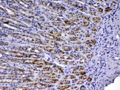 2 - Anti-TFF3 Picoband Antibody ABO12957