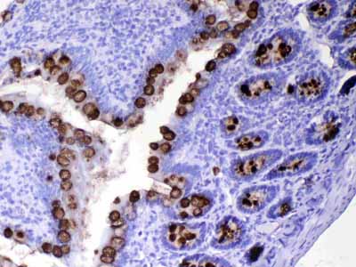2 - Anti-TFF3 Picoband Antibody ABO12957
