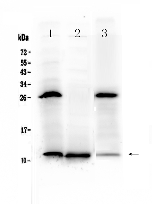 1 - Anti-TFF3 Picoband Antibody ABO12957