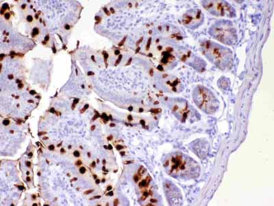 2 - Anti-TFF3 Picoband Antibody ABO12958
