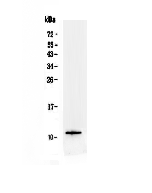 1 - Anti-TFF3 Picoband Antibody ABO12958