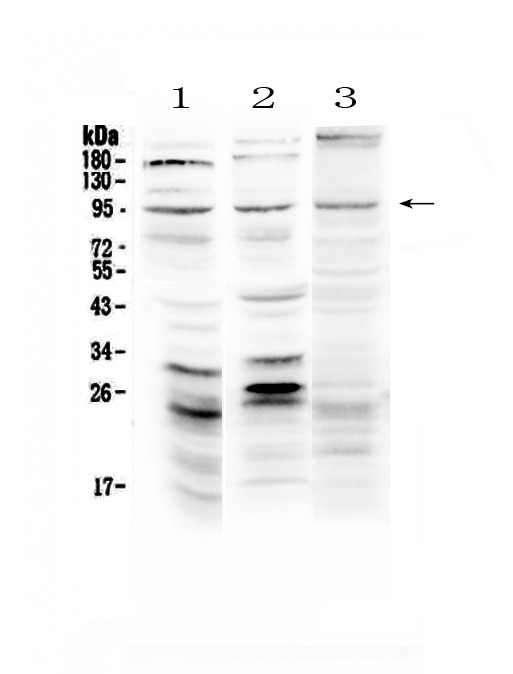 1 - Anti-Semaphorin 3A Picoband Antibody ABO12959