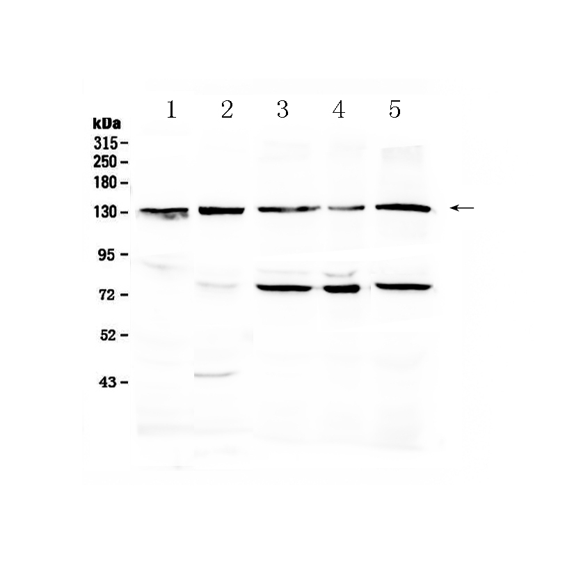 1 - Anti-PROM1 Picoband Antibody ABO12960