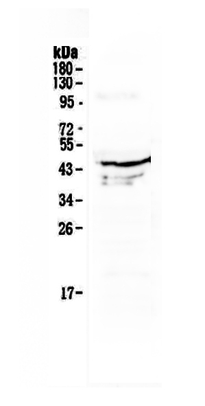 1 - Anti-Apg3 Picoband Antibody ABO12961